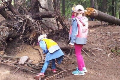 Learning in a forest