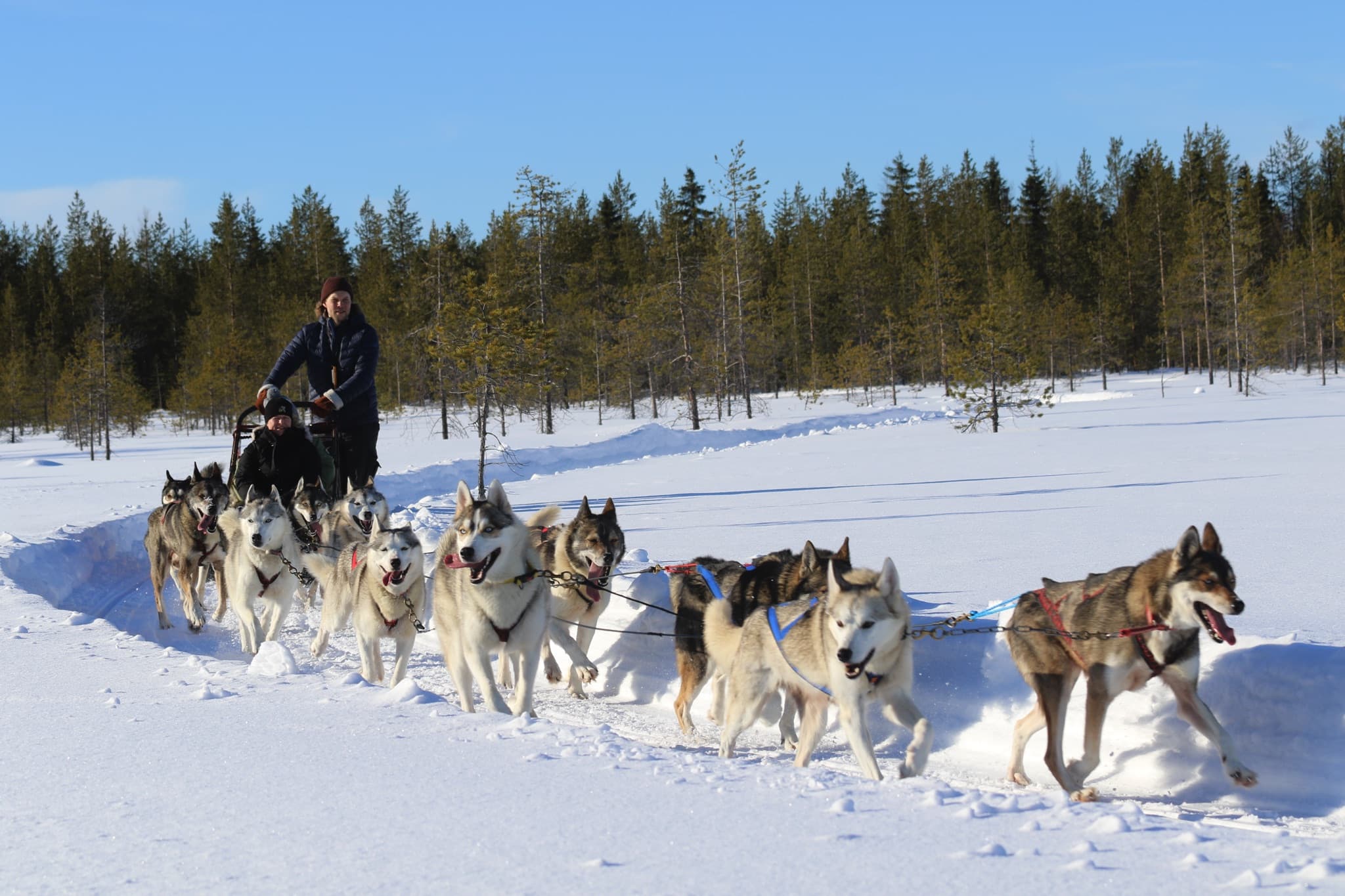 Husky rides (Sunday 31st at the Santa's Village)
