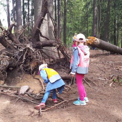Learning in a Forest